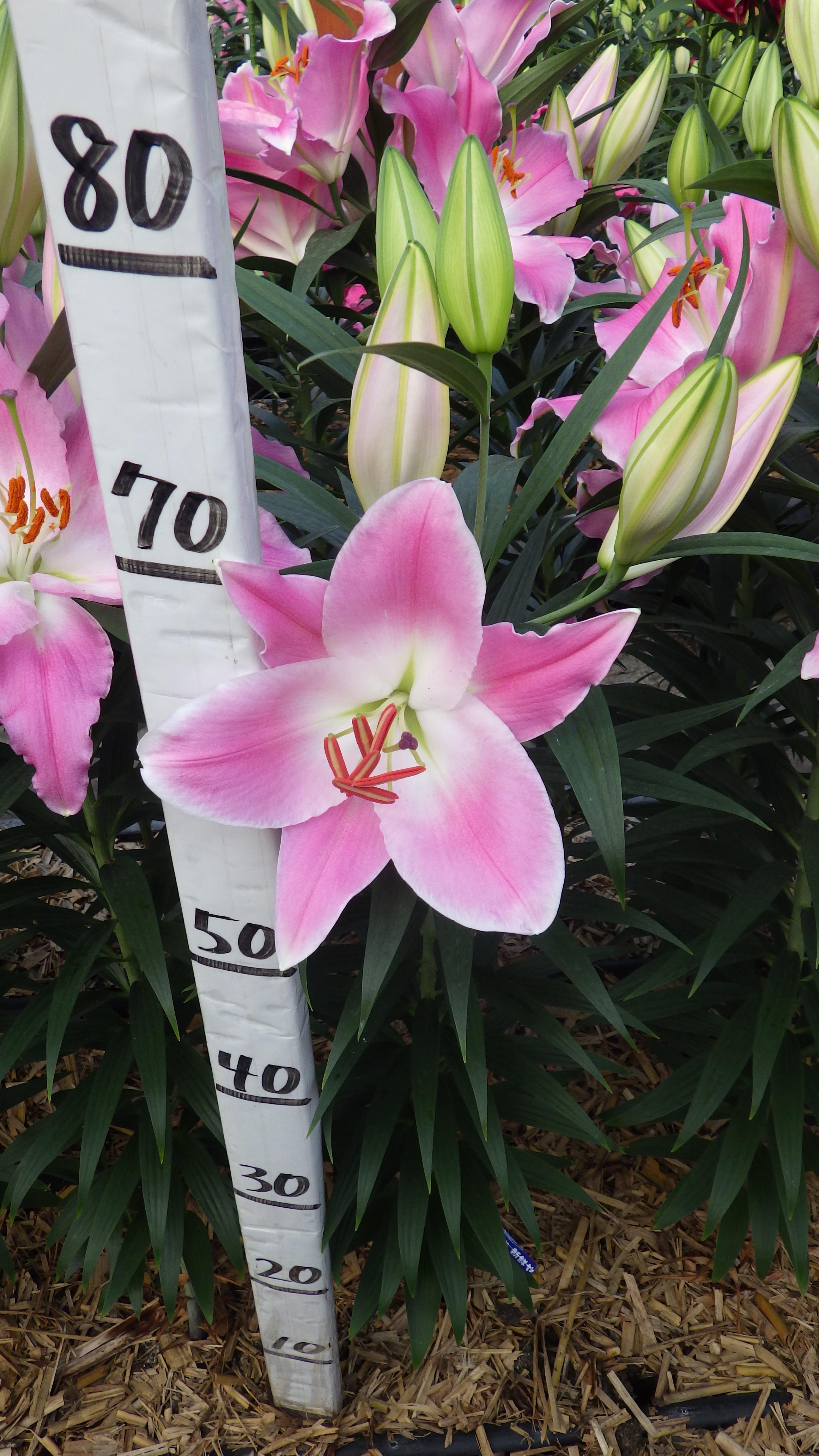 クイーンフィッシュ